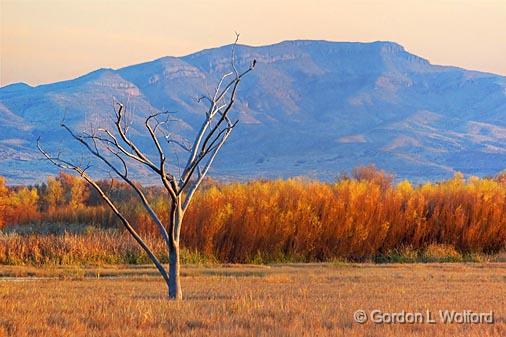 Bosque del Apache_73330.jpg - Photographed in the Bosque del Apache National Wildlife Refuge near San Antonio, New Mexico USA. 